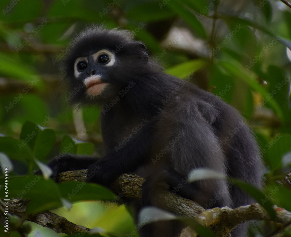 Cute langur monkey sitting in a tree in the jungle