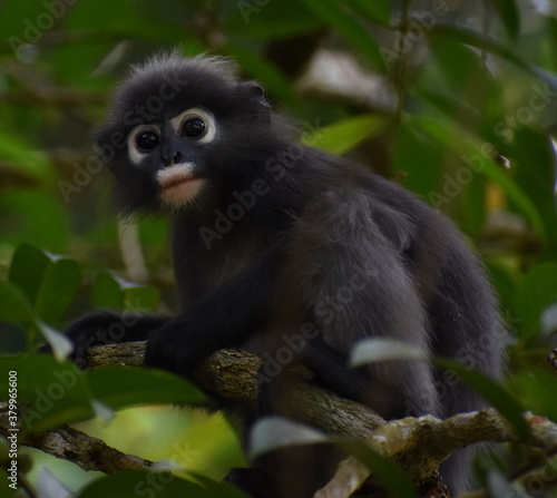 Beautiful langur monkey resting in a tree in the jungle