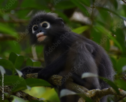 Fototapeta Naklejka Na Ścianę i Meble -  Cute langur monkey sitting in a tree in the jungle