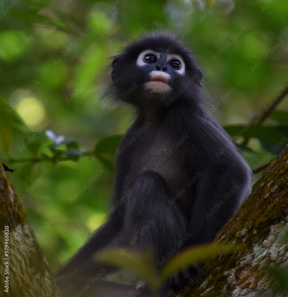 Cute langur monkey sitting in a tree in the jungle Cute langur monkey sitting in a tree in the jungle