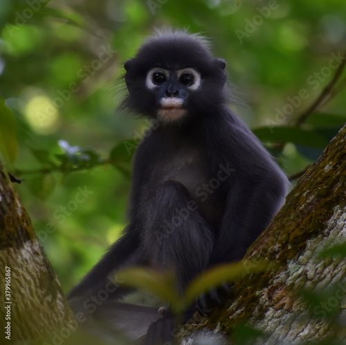 Beautiful young langur monkey looking at the camera in the jungle