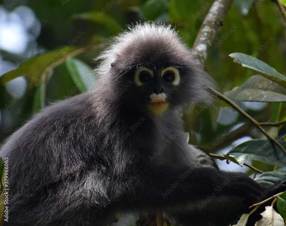Fototapeta premium Cute langur monkey looking at the camera in the jungle