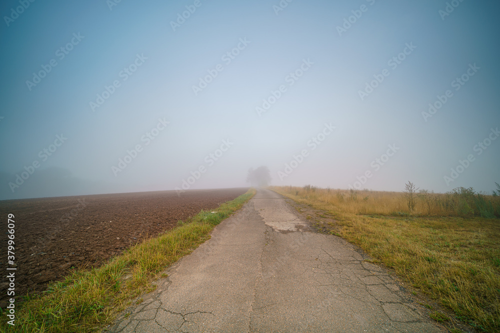 Dirt road and tree in fog