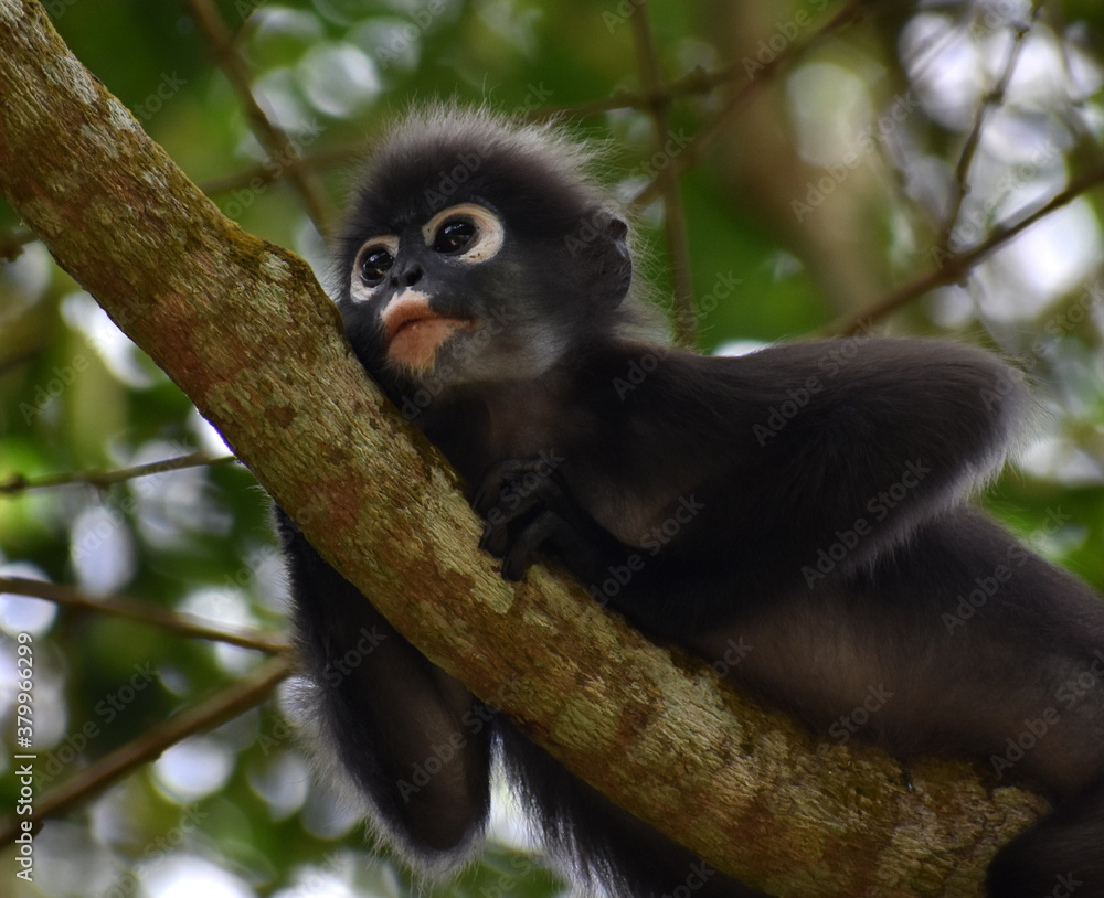 Naklejka premium Cute langur monkey resting in a tree in the jungle