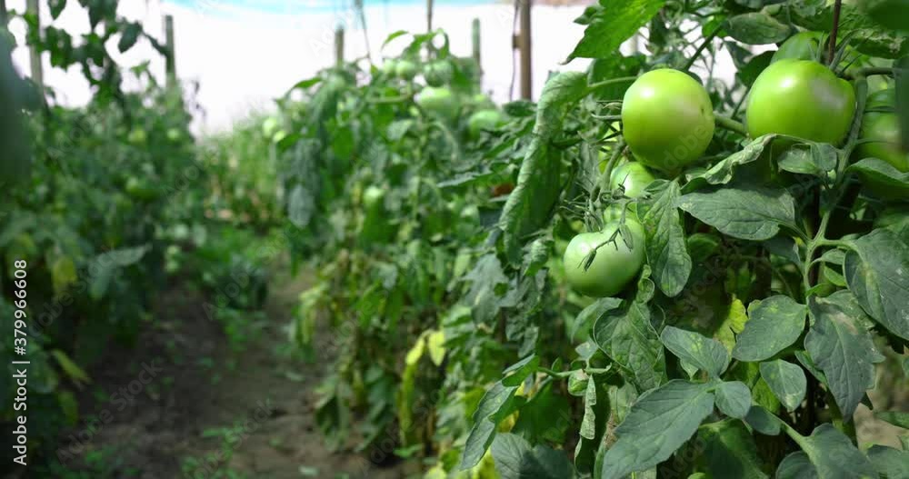 Fresh organic tomatoes in a plant. Horticulture. Homegrown vegetables. Fresh organic tomatoes in a plant. Horticulture. Homegrown vegetables.