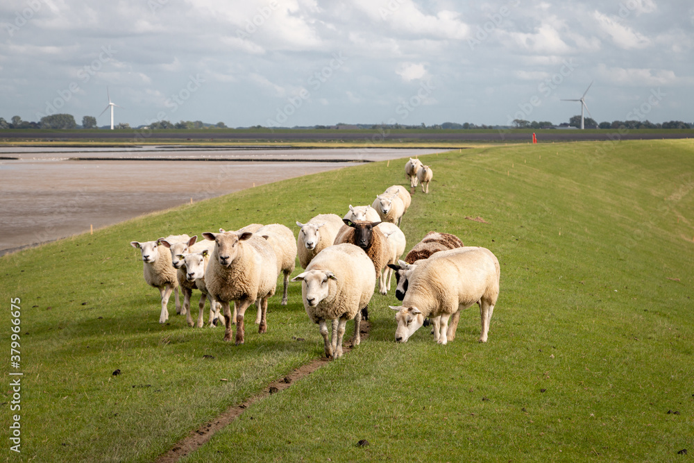 Sheep on the dike near the Wadden Sea in the Groningen landscape near the lauwersmeer area, the Netherlands Sheep on the dike near the Wadden Sea in the Groningen landscape near the lauwersmeer area, the Netherlands