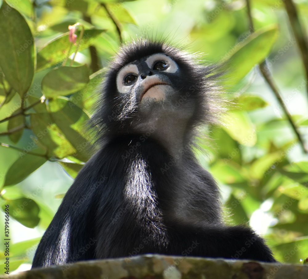 Cute langur monkey sitting in a tree in the jungle Cute langur monkey sitting in a tree in the jungle