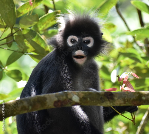 Tired langur monkey sitting in a tree in the jungle