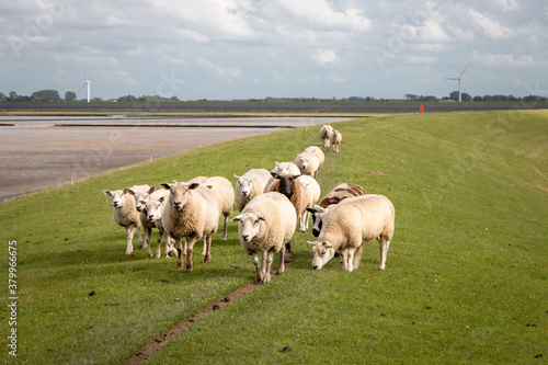Sheep on the dike near the Wadden Sea in the Groningen landscape near the lauwersmeer area, the Netherlands