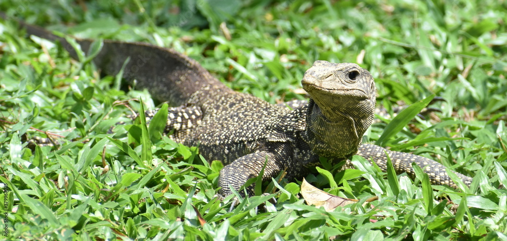 Obraz premium Large monitor lizard hunting in a park
