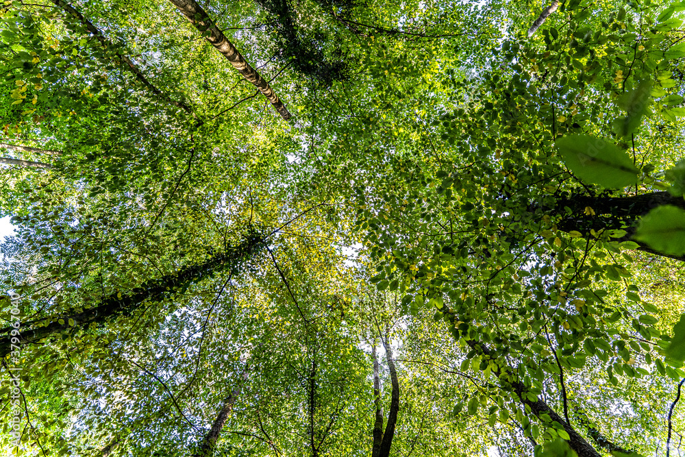 Fototapeta premium Beautiful forest path as background 