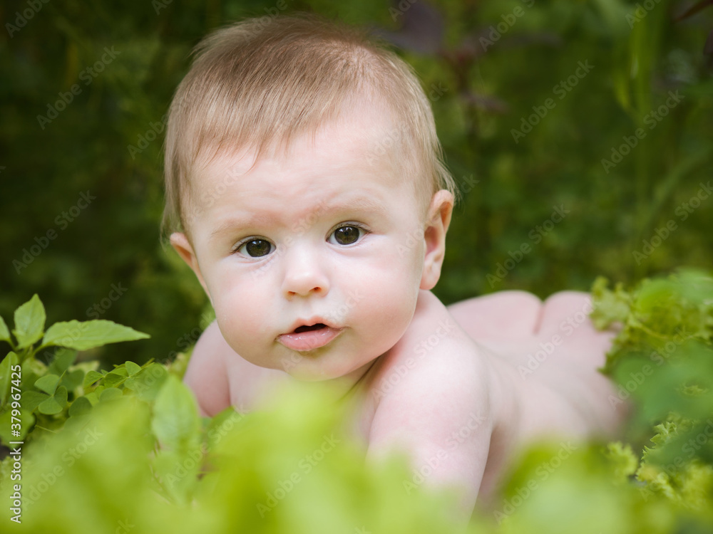 cute baby crawling in garden surrounded with cabbage salad cute baby crawling in garden surrounded with cabbage salad