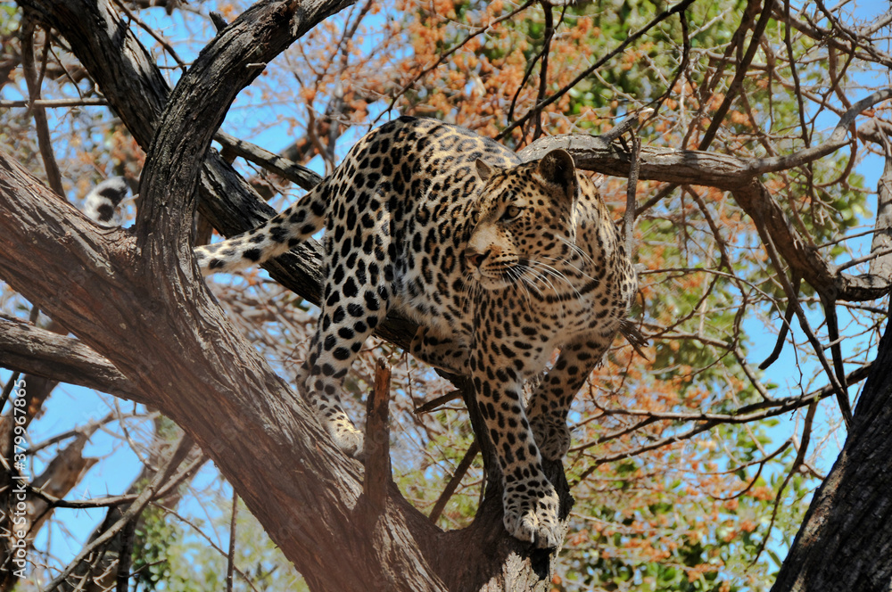 Obraz premium A leopard at full attention in an acacia tree in the Kruger National Park