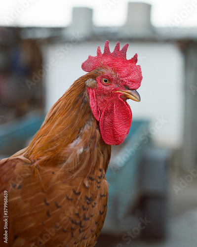 Brown chick with red caruncle photo