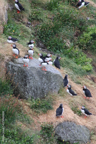 Puffin colony on Tjörnes peninsula in  the North o Iceland at diamond circle photo