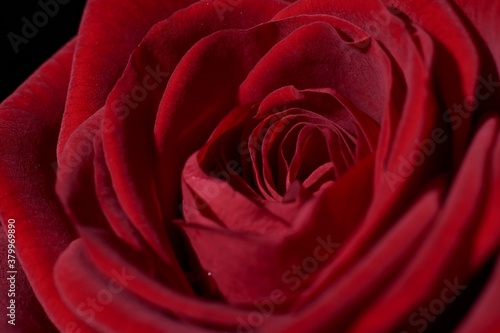 Very close view of the petals of a red rose