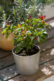 Small hot peppers on a bush that is in a pot.