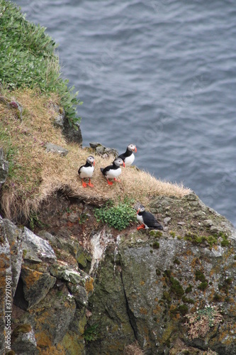 Puffin colony on Tjörnes peninsula in  the North o Iceland at diamond circle photo