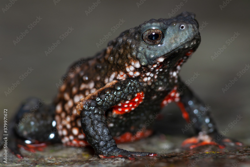 Melanophryniscus moreirae Melanophryniscus moreirae