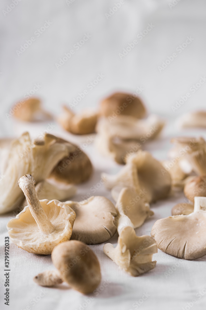 Wild mushrooms on white background. Wild mushrooms on white background.