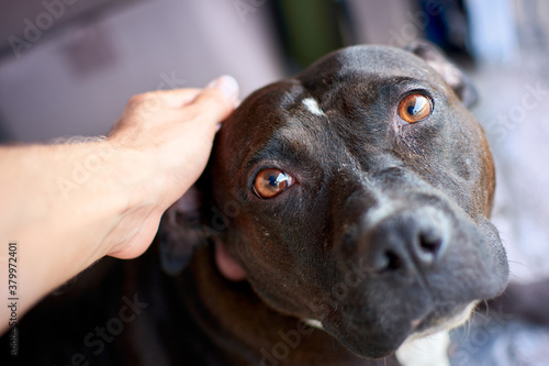 Closeup shot of a person petting a sad pitbull