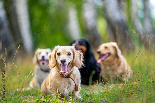Small breed dogs running outdoor. Happy walk of dogs. Dogs on nature backgound. Small breeds.