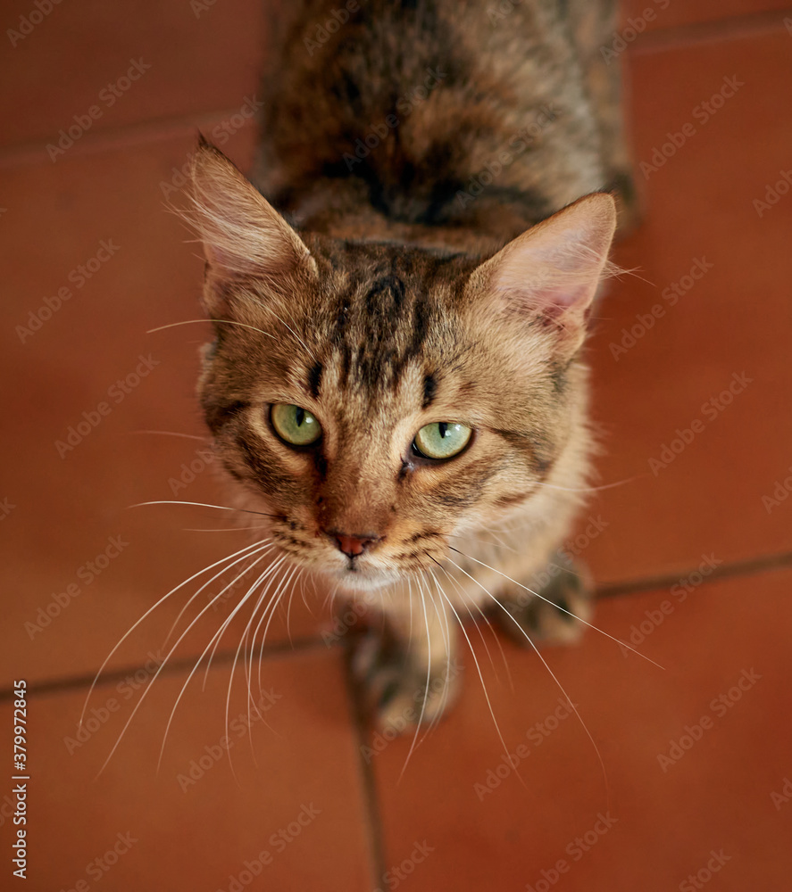 High angle shot of an adorable domestic short-haired cat indoors