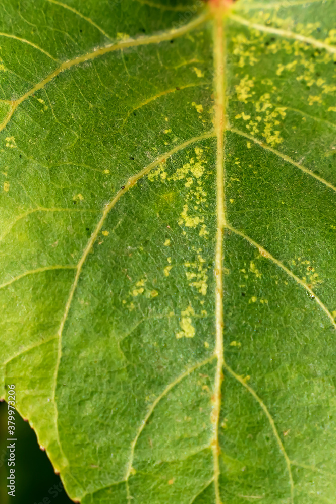 Obraz premium Abstract green background. Macro photo. The green leaf is damaged by pests. Green leaves texture. Veins on a leaf of a plant. Shades of color on a green leaf. Plant abstraction