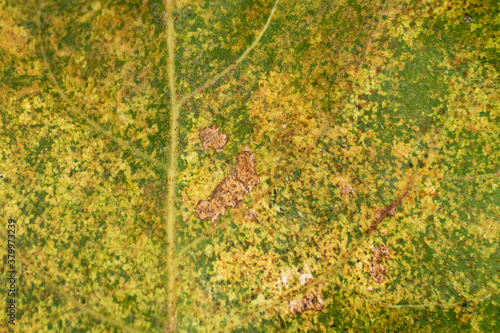 Abstract green background. Macro photo. The green leaf is damaged by pests. Green leaves texture. Veins on a leaf of a plant. Shades of color on a green leaf. Plant abstraction