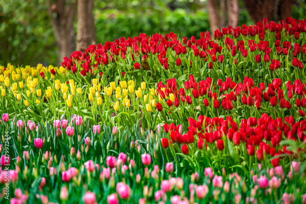 Colorful tulip flowers in spring park garden.