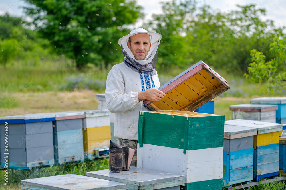 Beekeeper at apiary at the summer day. Man working in apiary. Apiculture. Beekeeping concept.