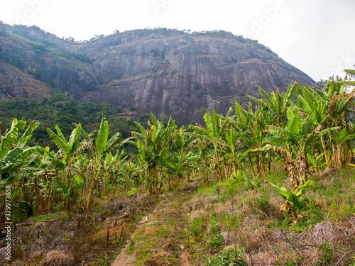 Banana farming with a mountain in the background in Brazil