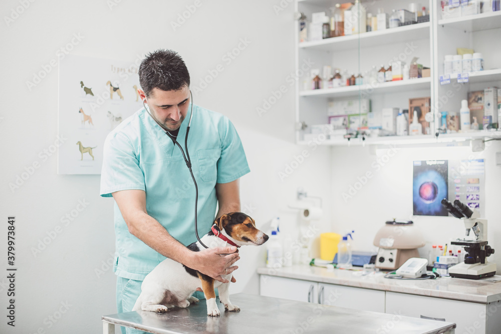 Veterinarian Examining A Dog