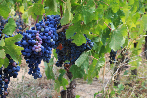 Obraz na płótnie Red wine w salonie