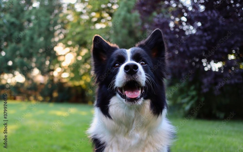 Close-up of Border Collie Head in the Garden. Adorable Portrait of Black and White Domestic Dog with Smile on its Face.