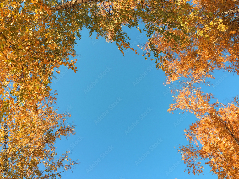 Autumn, autumn forest, lake, water, ducks, yellow red leaves, mushrooms, berries, cones, birches Autumn, autumn forest, lake, water, ducks, yellow red leaves, mushrooms, berries, cones, birches