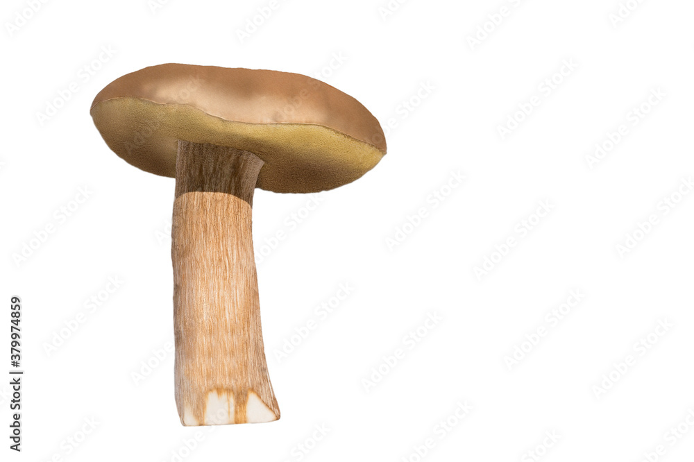 Edible autumn mushrooms on a light background Edible autumn mushrooms on a light background