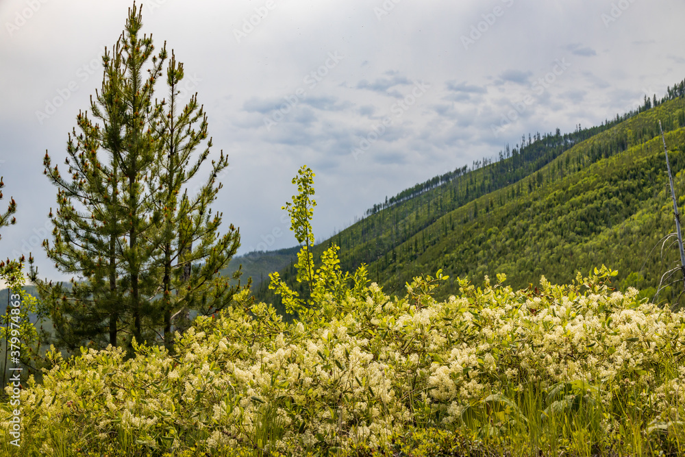 Flowering elderberry bush with mountain forest background
