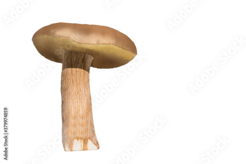 Edible autumn mushrooms on a light background