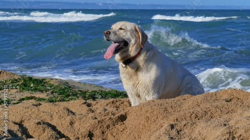 dog on the beach - golden retriever playing with a tennis ball