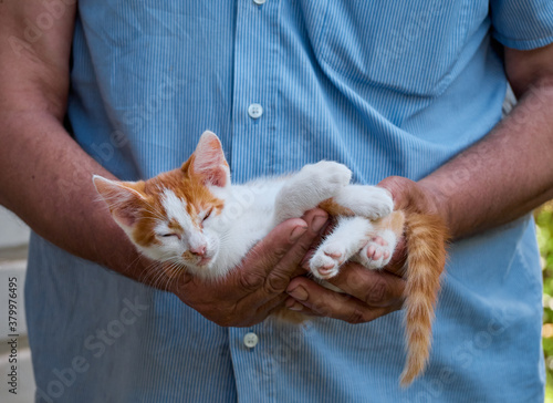 Portrait of kitten in the hands.