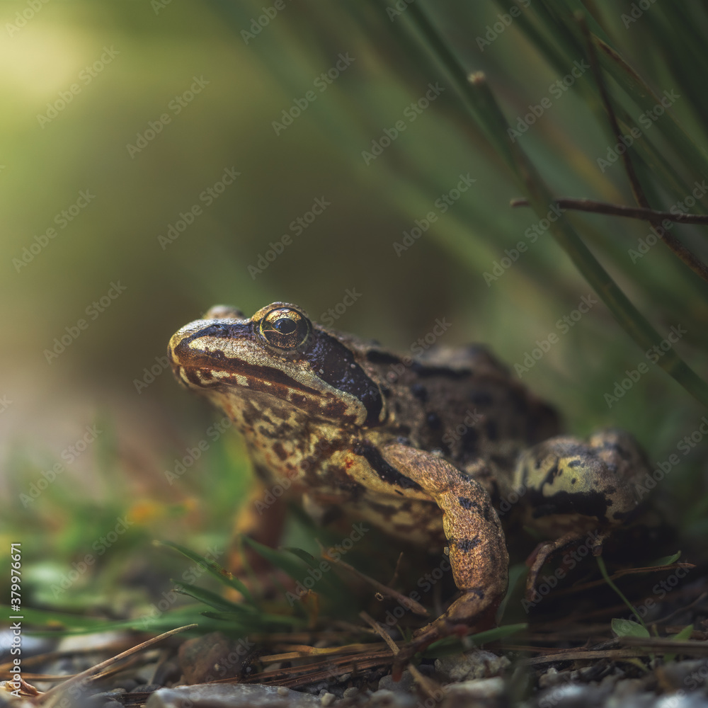 Side view of Common frog (Rana temporaria) sitting on forest floor in natural habitat. Close up shot Side view of Common frog (Rana temporaria) sitting on forest floor in natural habitat. Close up shot