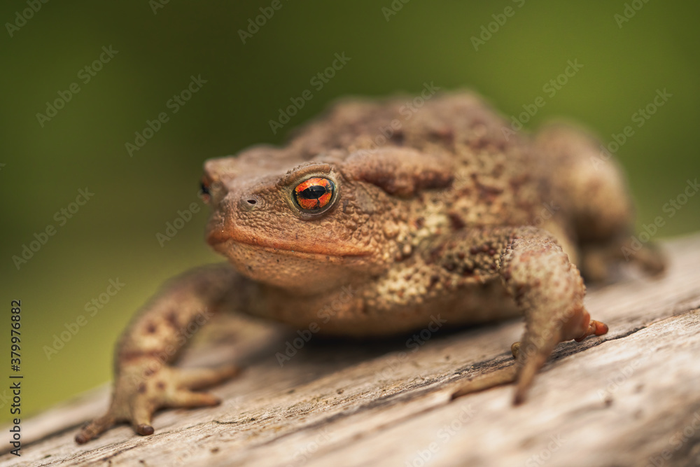 Side close up shot of European toad (Bufo bufo) sitting on a tree log isolated on bright green background Side close up shot of European toad (Bufo bufo) sitting on a tree log isolated on bright green background