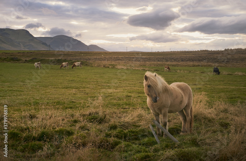 Icelandic horse in the field at sunrise