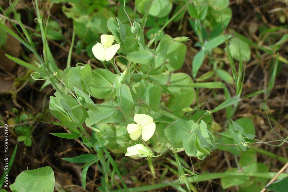 Yellow Vetchling (Lathyrus aphaca) Yellow Vetchling (Lathyrus aphaca)
