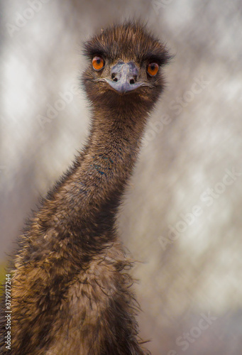 emu photo