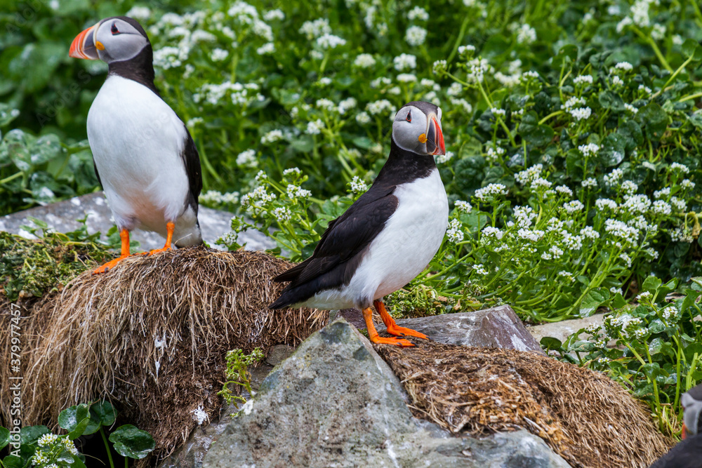 Fototapeta premium Papapgeientaucher - Puffin - fratercula arctica