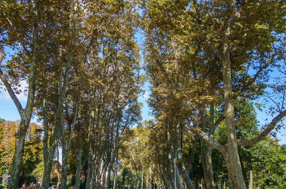 Fototapeta premium Alley with tall trees in Gülhane Park, located near Topkapi Palace. It's one of oldest & popular among tourist parks in Istanbul, Turkey