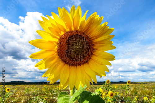 Close up view onto flower of Sunflower. Object located in center of photo as if it were the sun. Rural field is on background