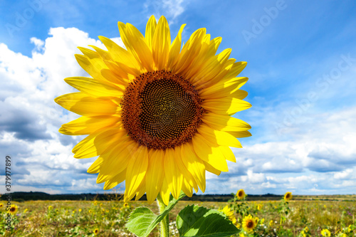 Round flower of Sunflower is playing role of sun in center of summer blue sky background. Also there is rural field with other flowers  a bit blurred